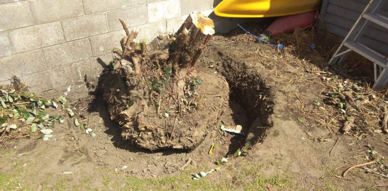 Bay Stump Removal 1 768x378