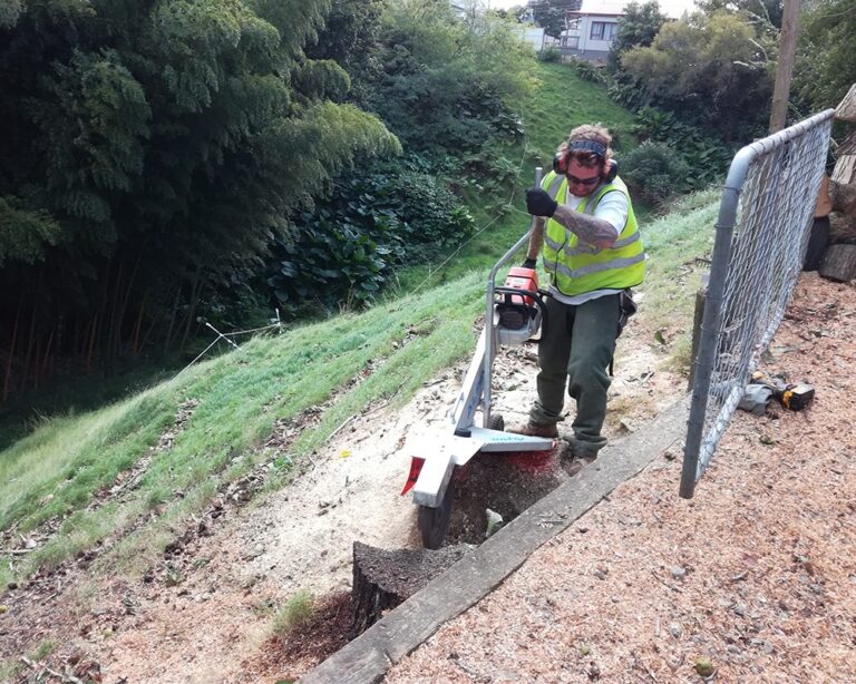 Bay Stump Removal 3 768x614