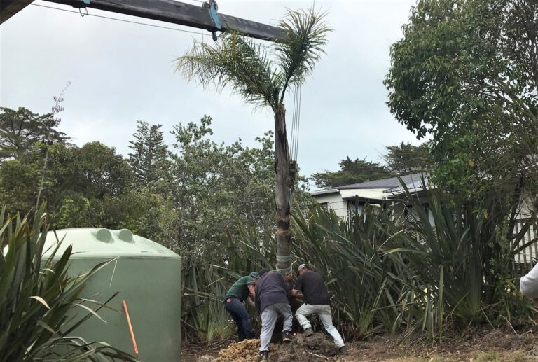 Dannys Palms More 1 768x517