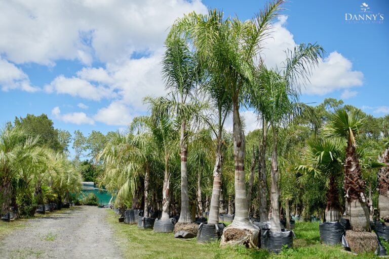 Dannys Palms More 3 768x513